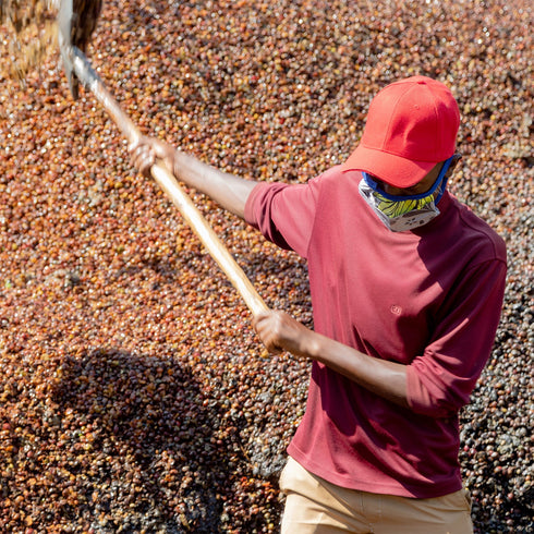 JAS Organic Rwanda Mikoff